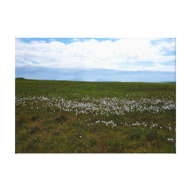 Wild cotton meadow canvas stretched canvas print