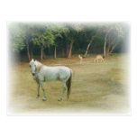 Wild Country Postcard