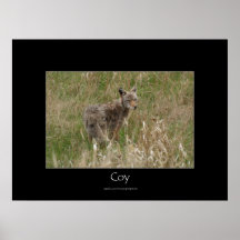Wild Coyote Wildlife Photo Print