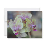 Wild cream orchids personalized invitation