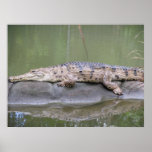 Wild Crocodile Photo Poster