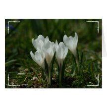 wild crocuses greeting card