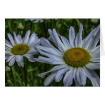 wild daisies cards