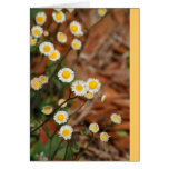 Wild Daisies Cards