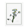 Wild Daisy Botanical Photo-Sketch Postcard