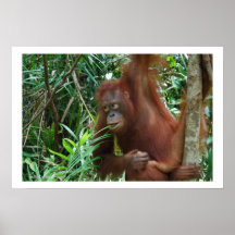 Wild Dating Advertisement Posters
