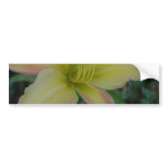 Wild Daylily Bumper Stickers