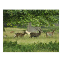wild dear post cards