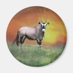 Wild deer at sunset magnets