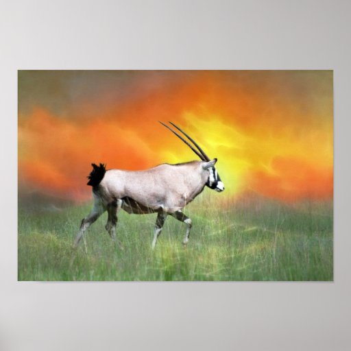Wild deer at sunset poster