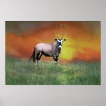 Wild deer at sunset posters