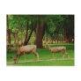 Wild Deer @ Capitol Reef Post Card