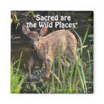 Wild Deer Fawn Wilderness Gift Magnets