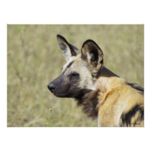 Wild Dog Portrait Photo Print