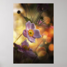 Wild Dog Rose Print