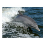 Wild Dolphin Postcard