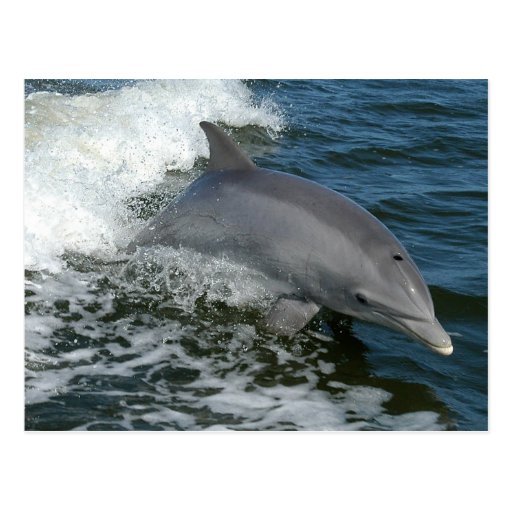 Wild Dolphin Postcard