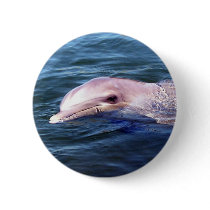 Wild Dophin