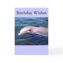 Wild Dophin