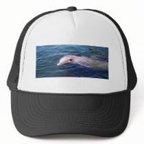 Wild Dophin