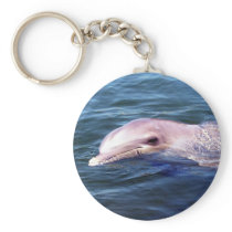 Wild Dophin
