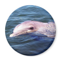 Wild Dophin