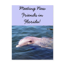 Wild Dophin