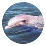Wild Dophin stickers
