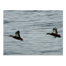 Wild ducks post cards