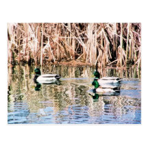WILD DUCKS POSTCARDS
