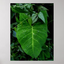 Wild Elephant Ear Print