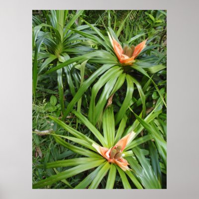 Wild, Exotic, Hawaiian Flowers Posters by joeyartist