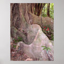 Wild Fig Tree Roots posters
