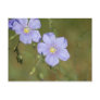 Wild Flax Flowers 2 Post Card