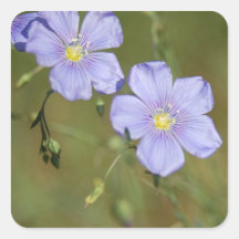 Wild Flax Flowers 2 Stickers