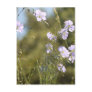 Wild Flax Flowers Postcards