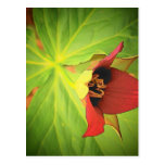 Wild Flower Postcards