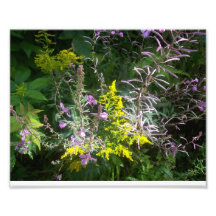 Wild Flowers 8x10 Photoprint