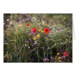 Wild flowers greeting cards