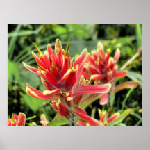 Wild Flowers I Print