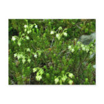 Wild Flowers II