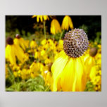 Wild Flowers Print