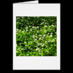 Wild Garlic cartes