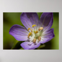Wild Geranium Print
