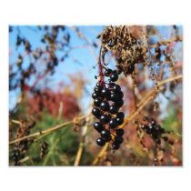 Wild Grapes photo print