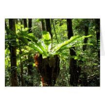 Wild Hawaiian Bird Nest Fern Card