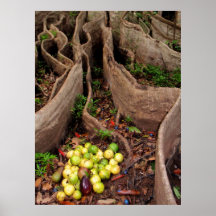Wild Hawaiian lilikoi & avocados Poster