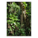 Wild Hawaiian Philodendrons cards