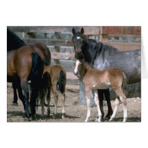Wild Horse Families Card