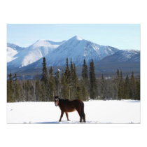 Wild Horse on Alaska Highway Photo Print